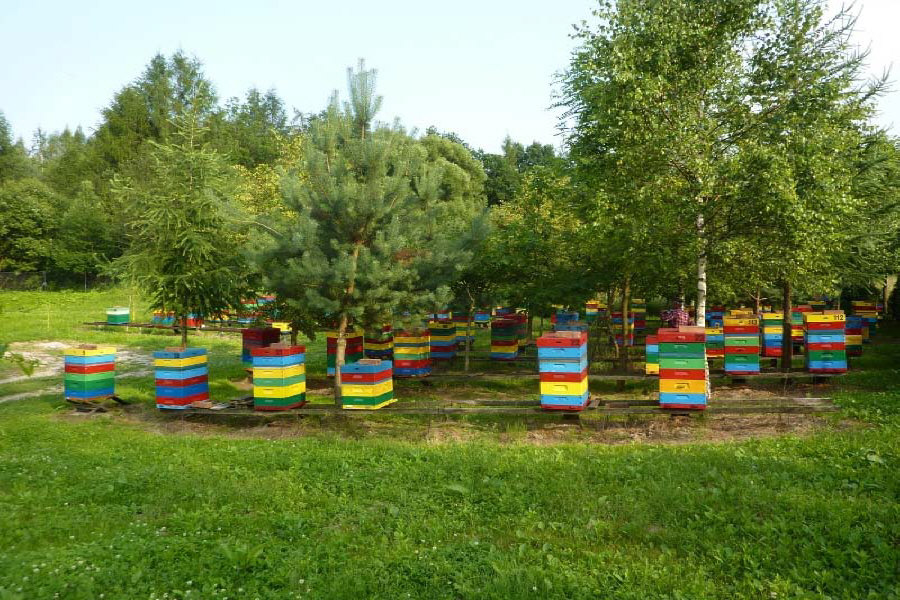 MIODOLAND польські вулики бджолина матка бджолині відводки рої бджільництво в Польщі 02